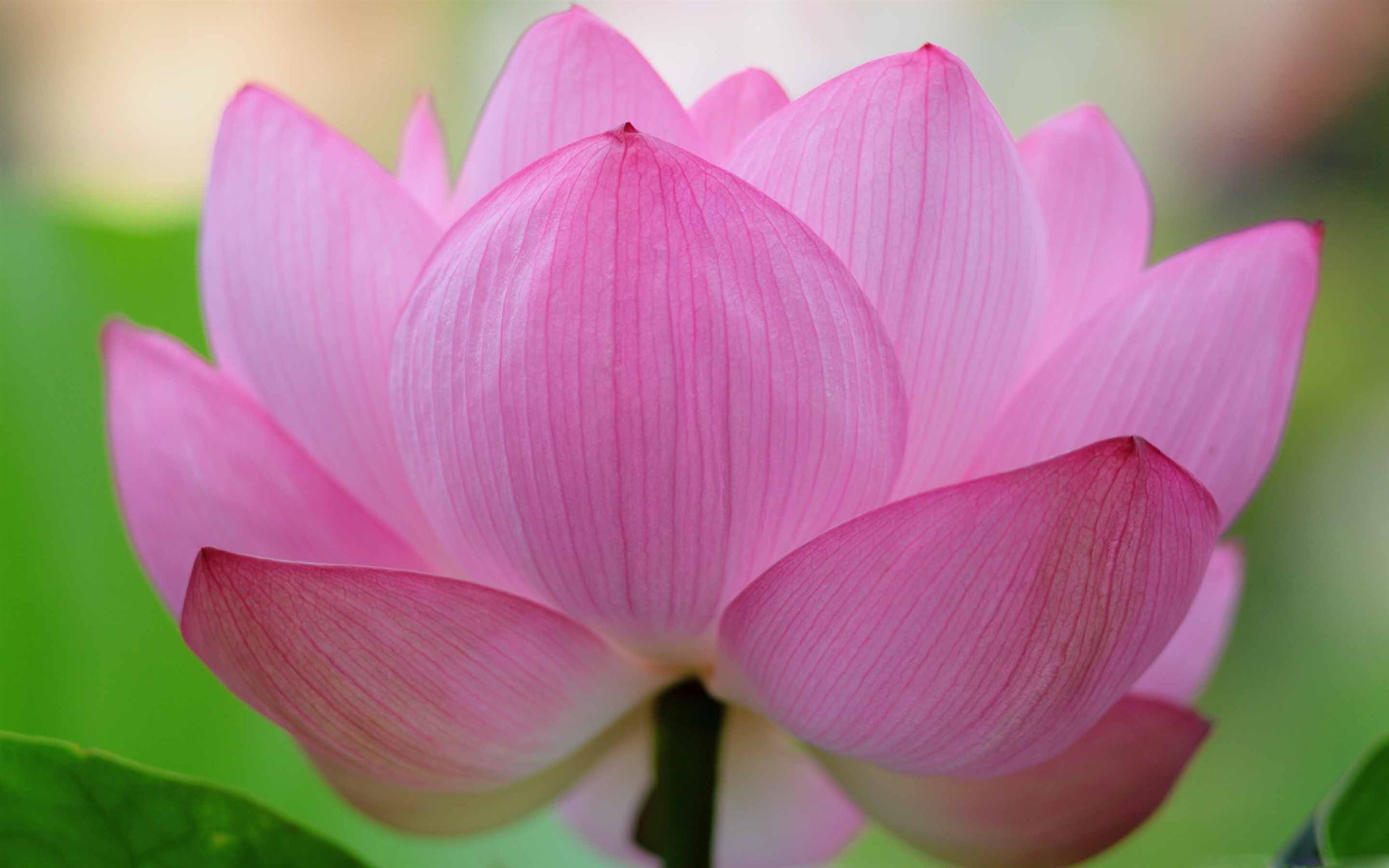 Wallpaper Lotus Flower Wallpapers