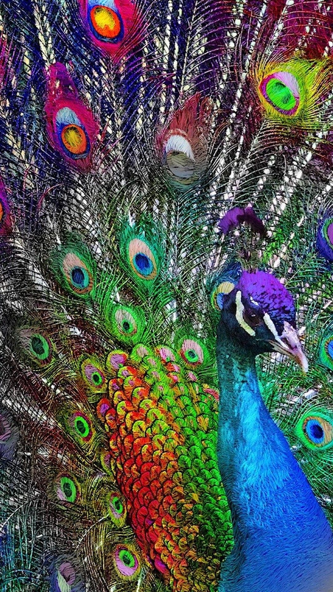 Wallpaper Peacock Wallpapers