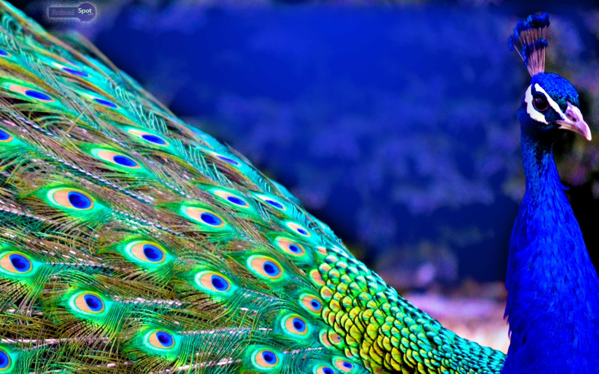 Wallpaper Peacock Wallpapers