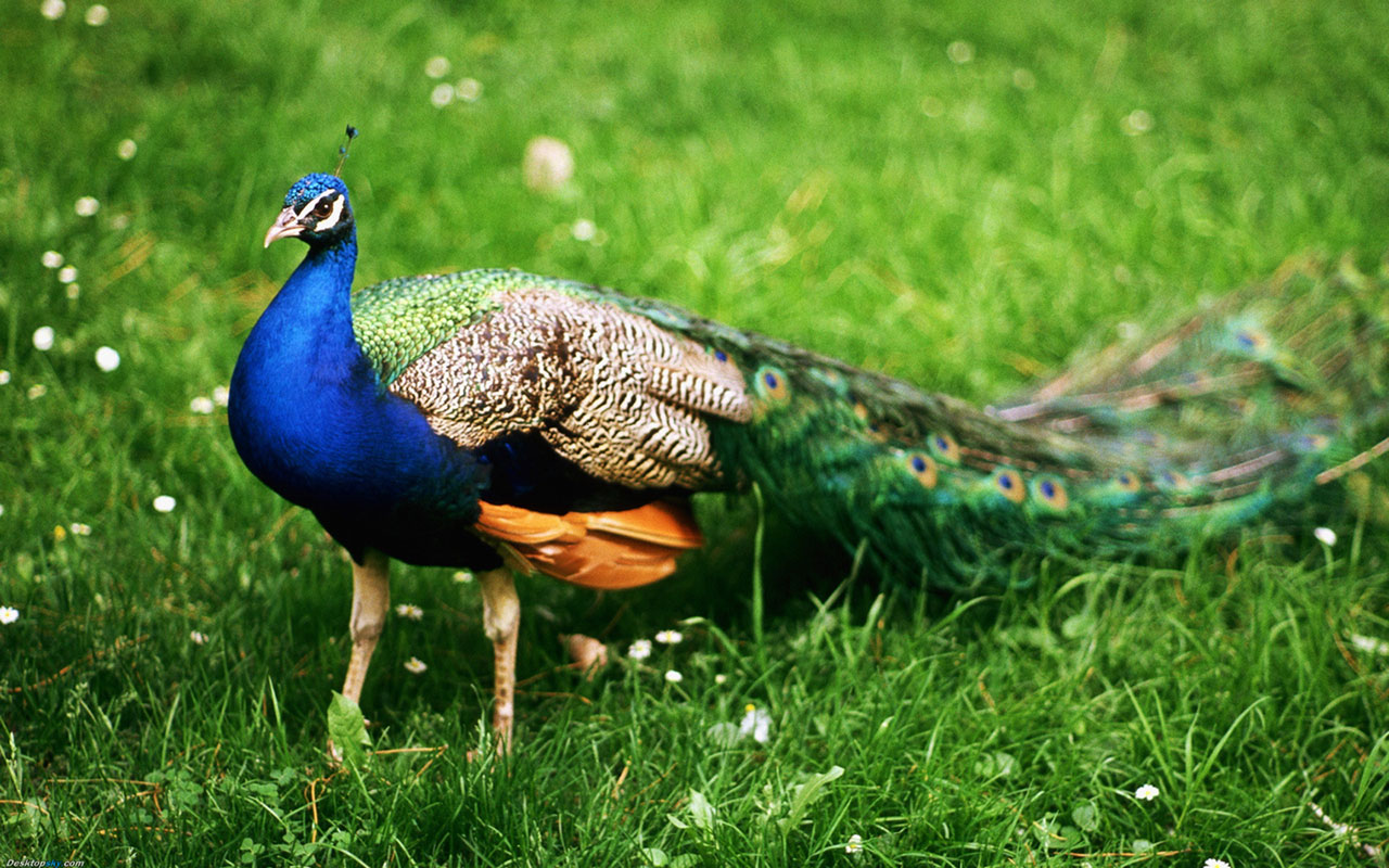 Wallpaper Peacock Wallpapers