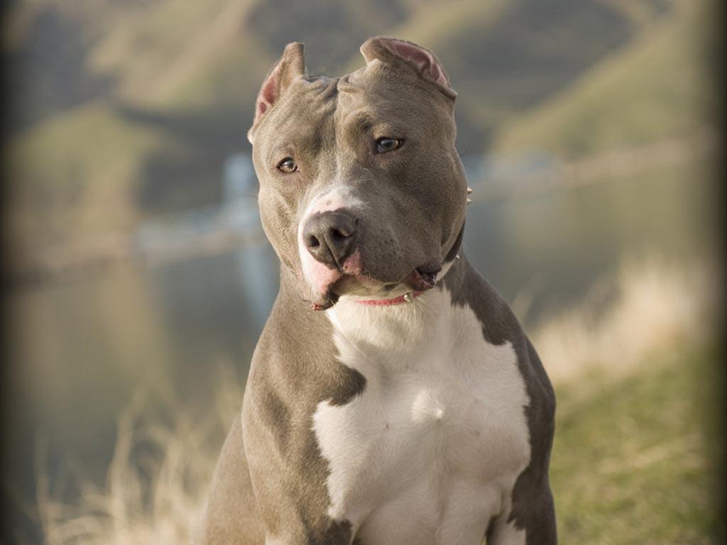 Wallpaper Pit Bulls Wallpapers