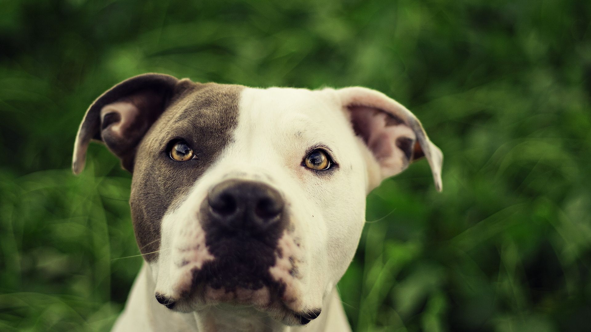 Wallpaper Pit Bulls Wallpapers