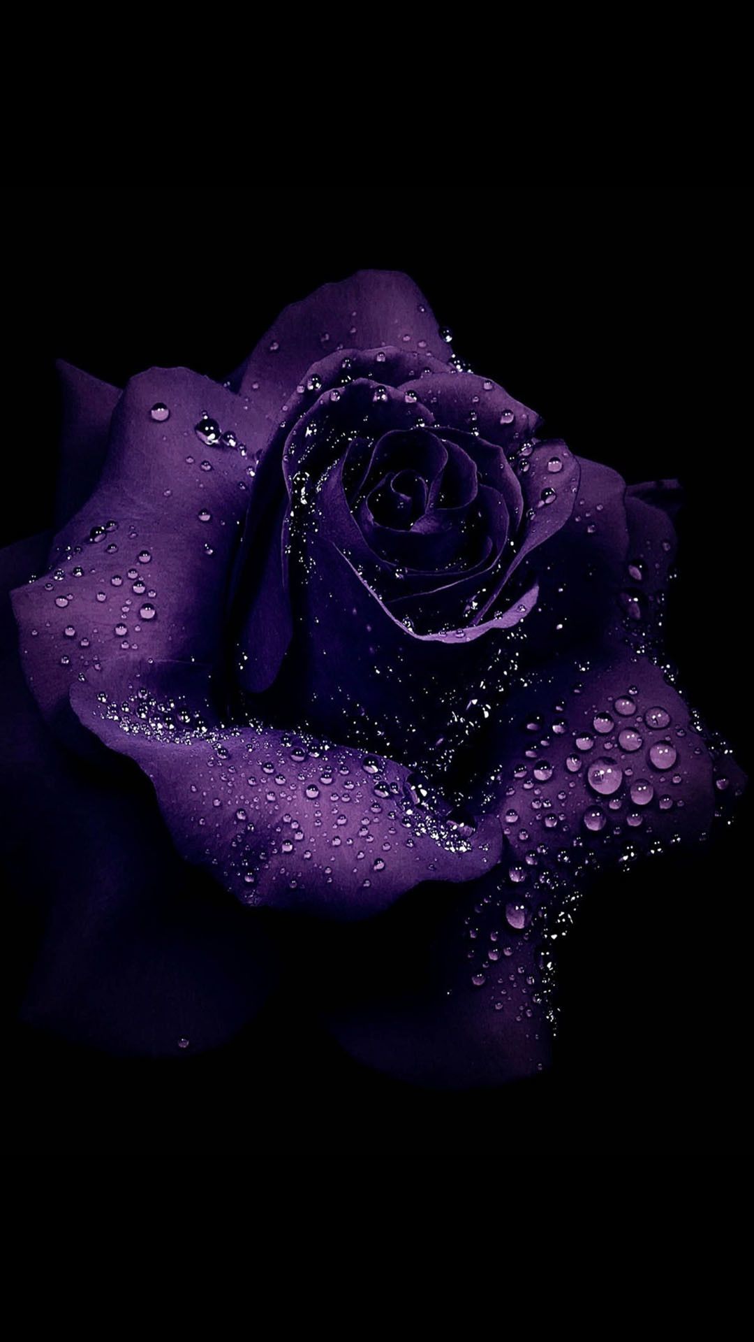 Wallpaper Purple Roses Wallpapers