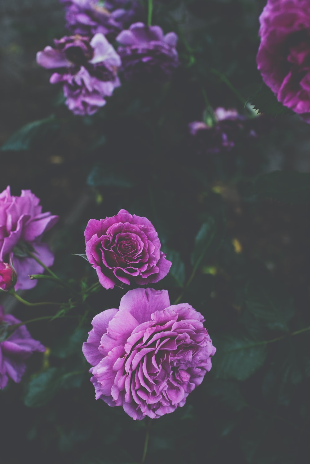 Wallpaper Purple Roses Wallpapers