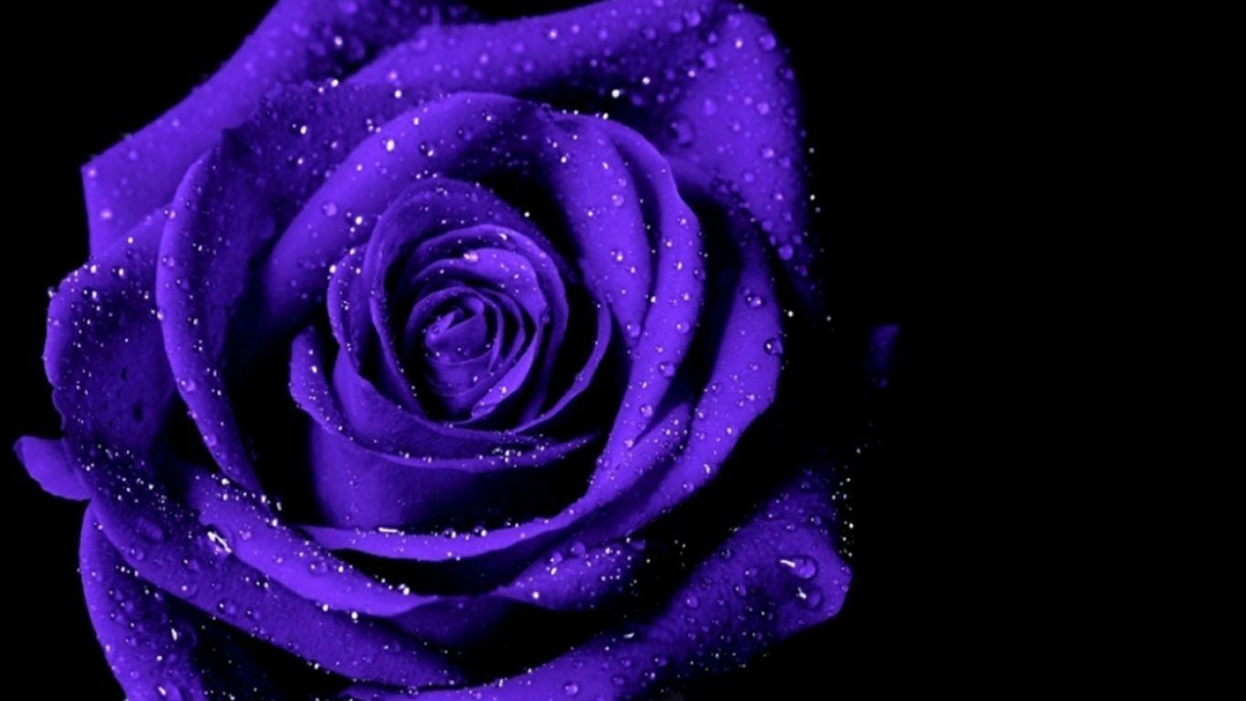 Wallpaper Purple Roses Wallpapers