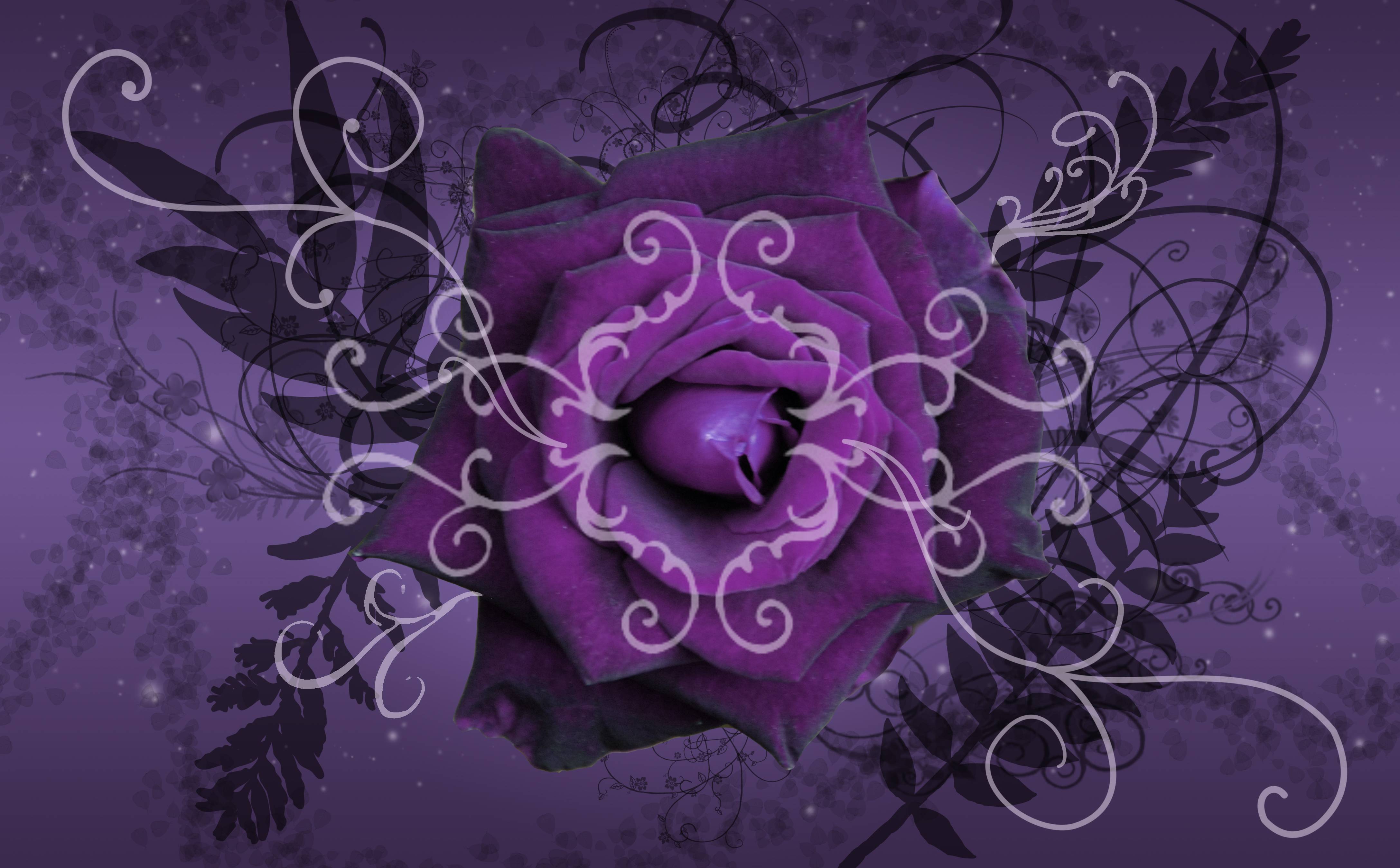 Wallpaper Purple Roses Wallpapers