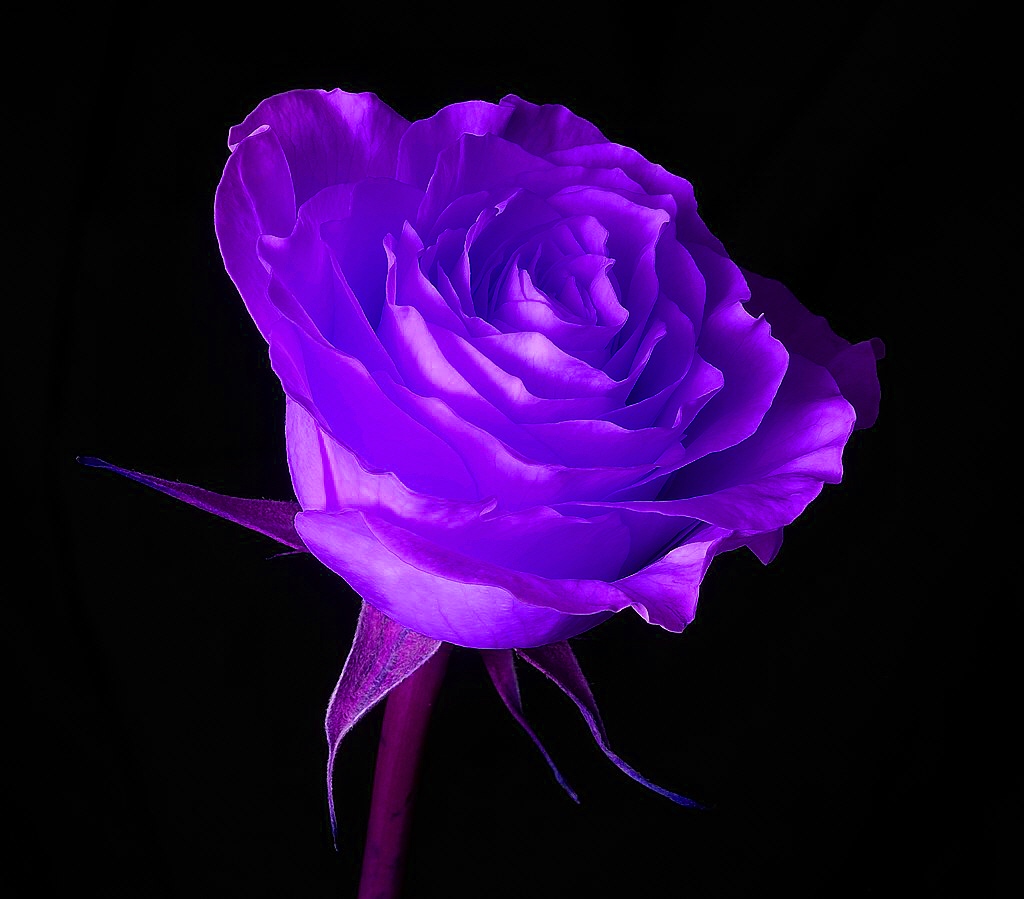 Wallpaper Purple Roses Wallpapers