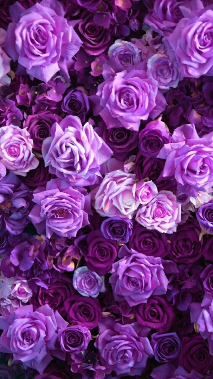 Wallpaper Purple Roses Wallpapers