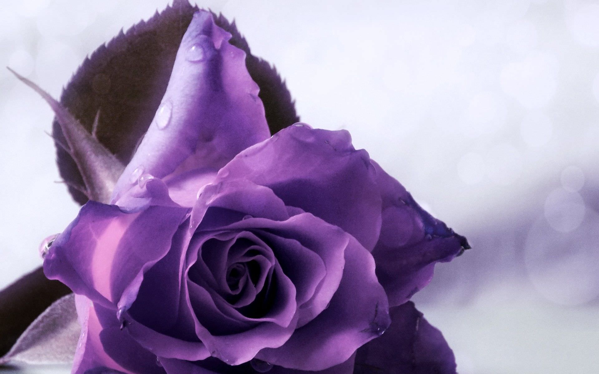 Wallpaper Purple Roses Wallpapers