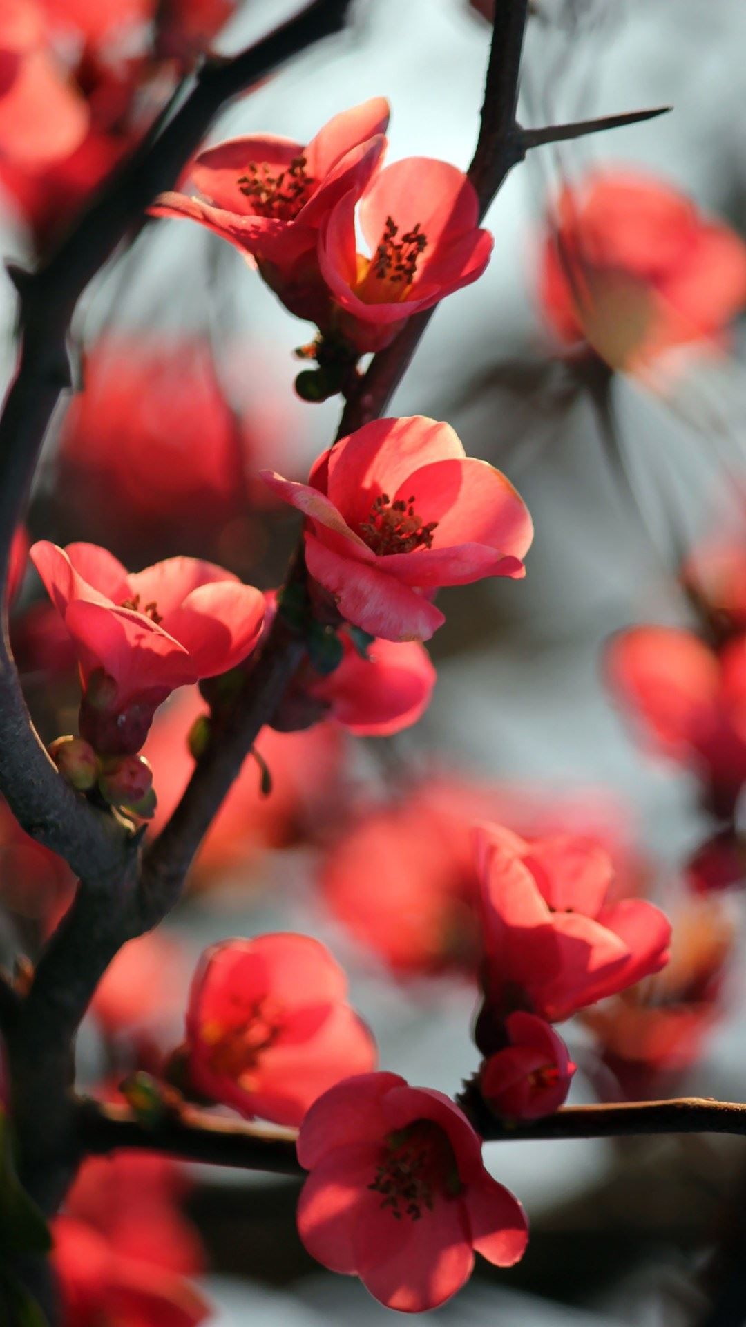 Wallpaper Red Cherry Blossom Wallpapers