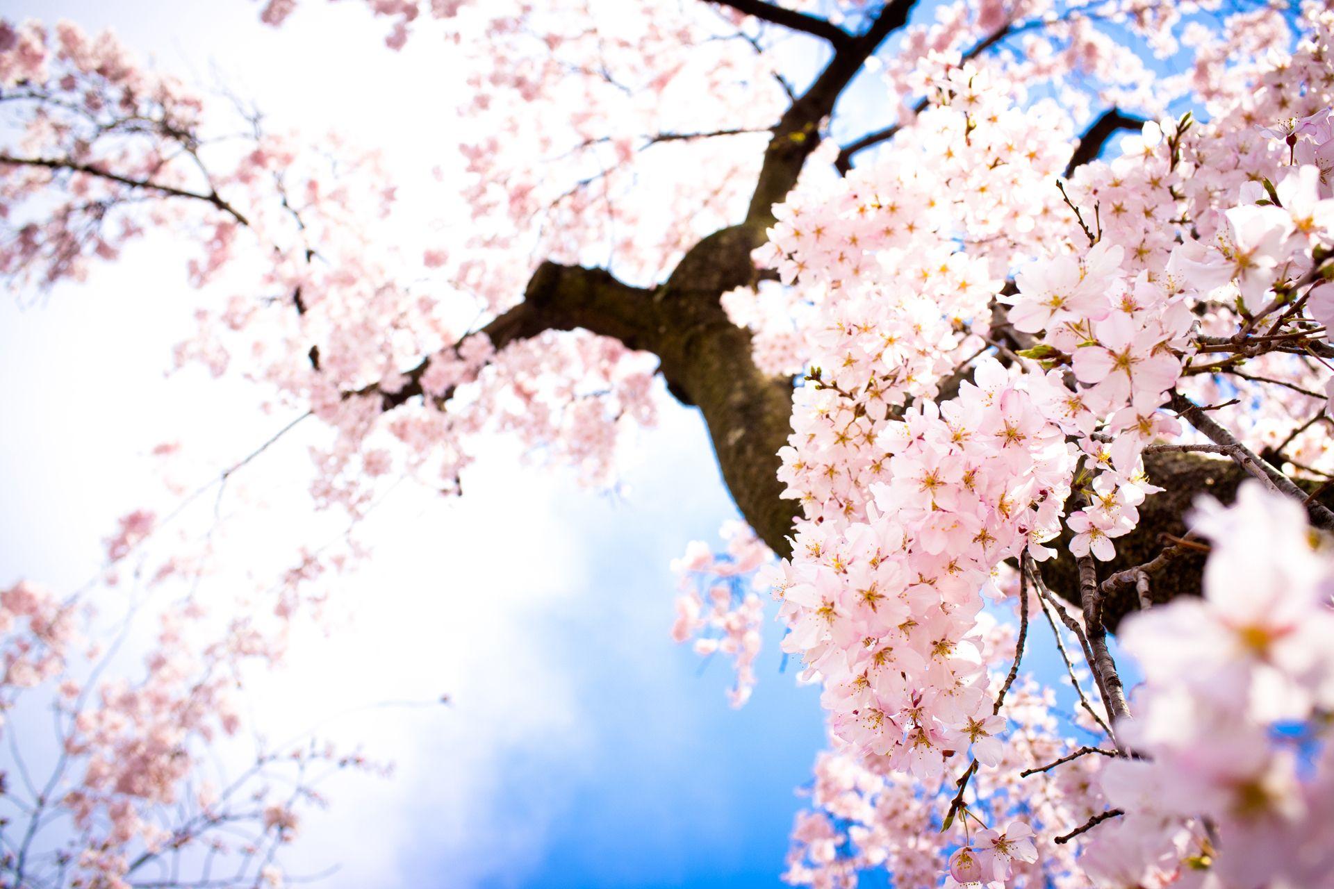 Wallpaper Red Cherry Blossom Wallpapers