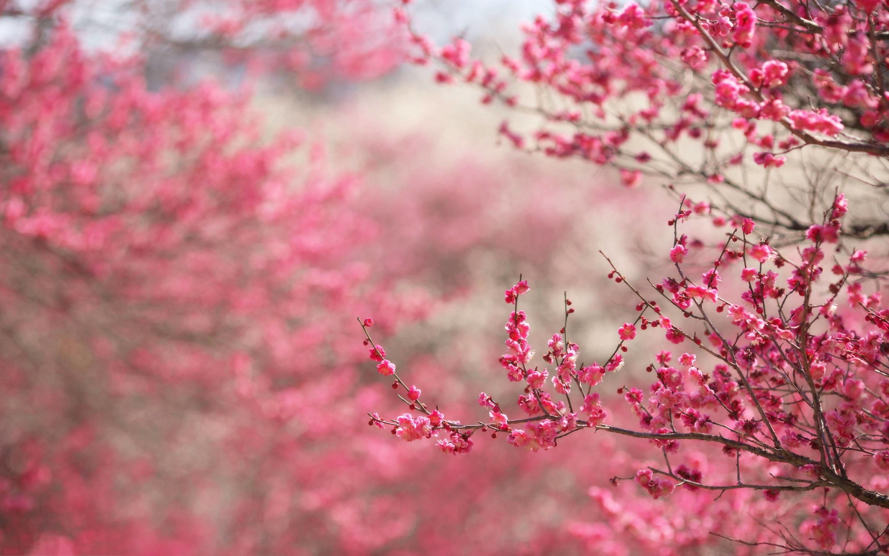 Wallpaper Red Cherry Blossom Wallpapers