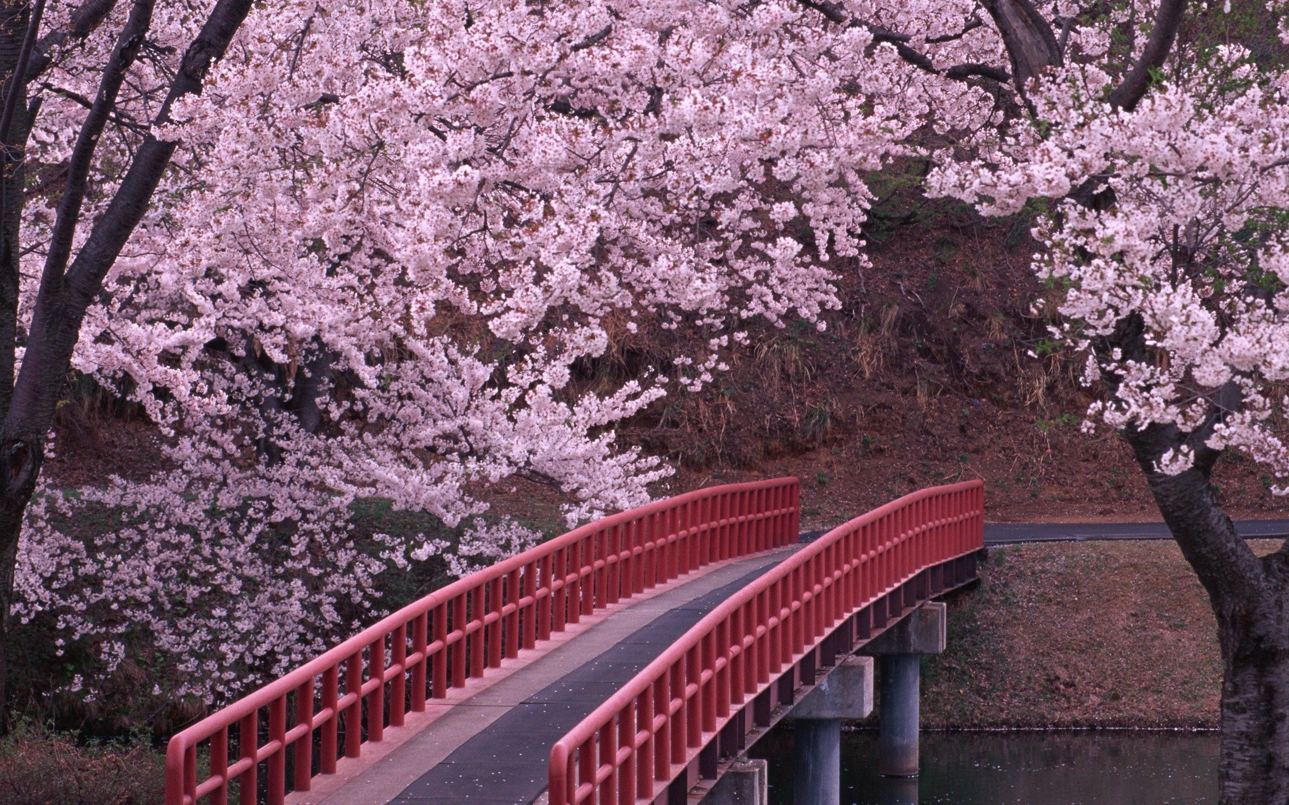 Wallpaper Red Cherry Blossom Wallpapers