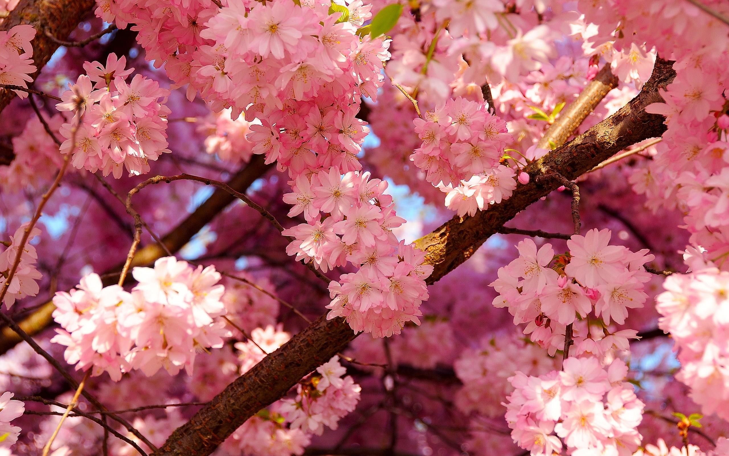 Wallpaper Red Cherry Blossom Wallpapers