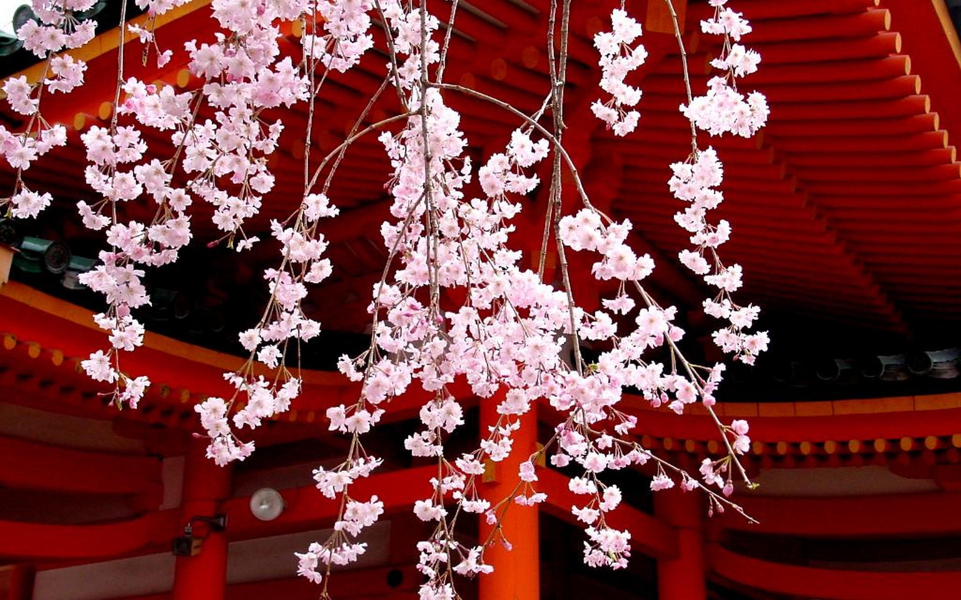 Wallpaper Red Cherry Blossom Wallpapers