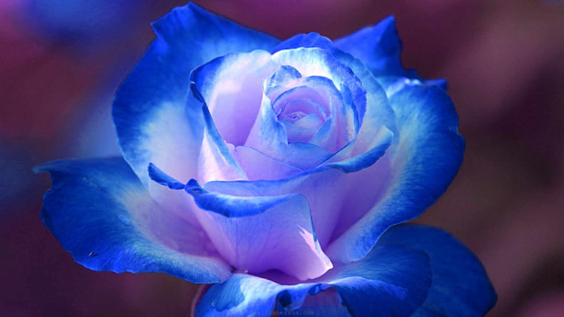 Wallpaper Rose Flower Wallpapers