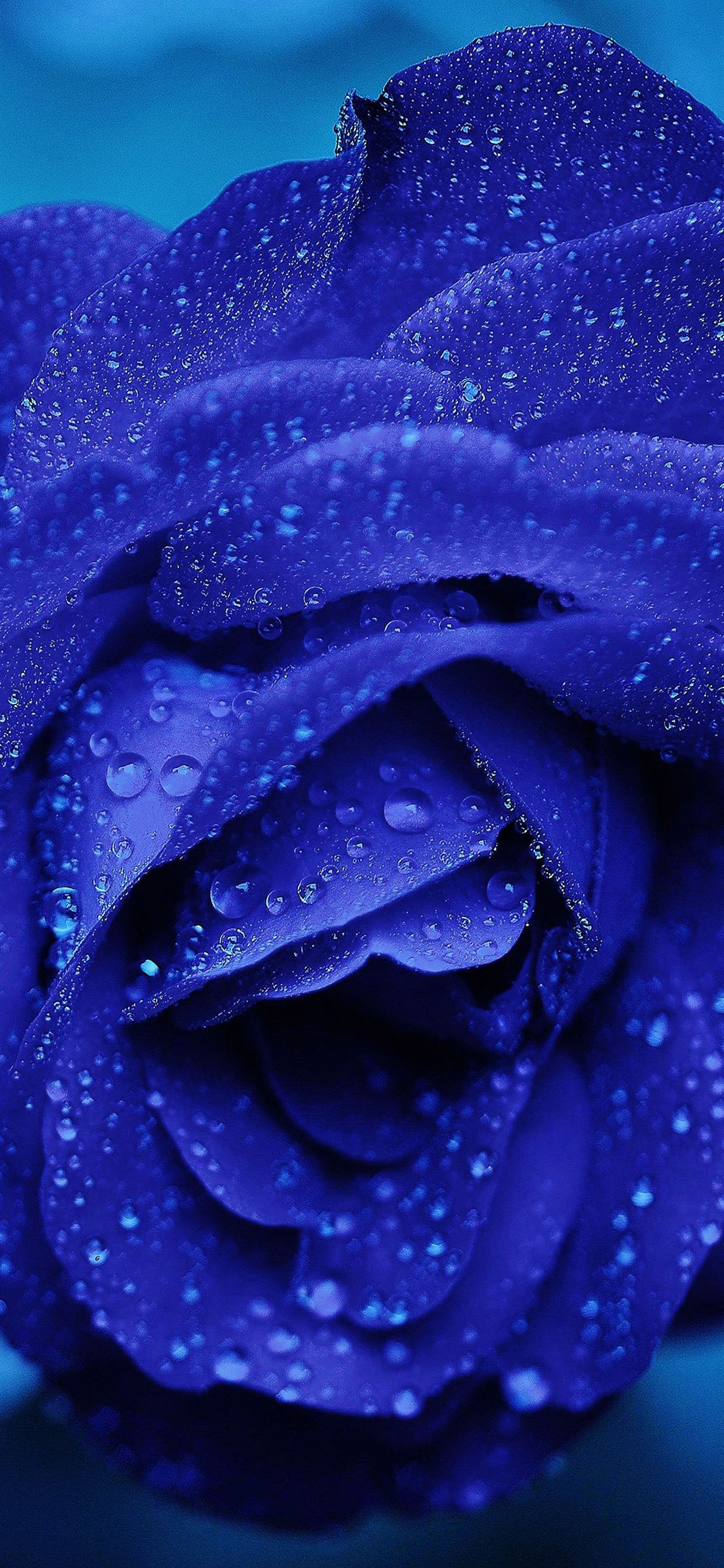 Wallpaper Rose Flower Wallpapers