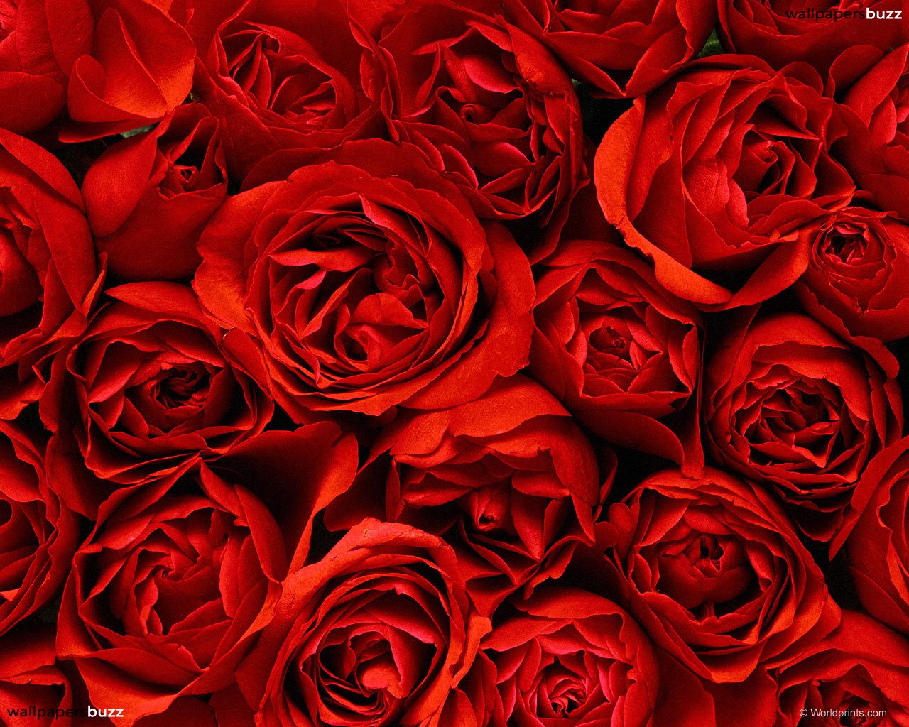 Wallpaper Rose Red Wallpapers