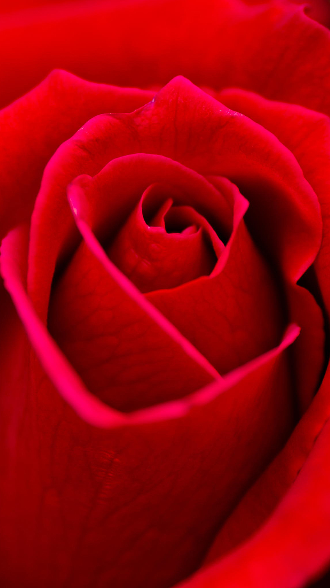 Wallpaper Rose Red Wallpapers