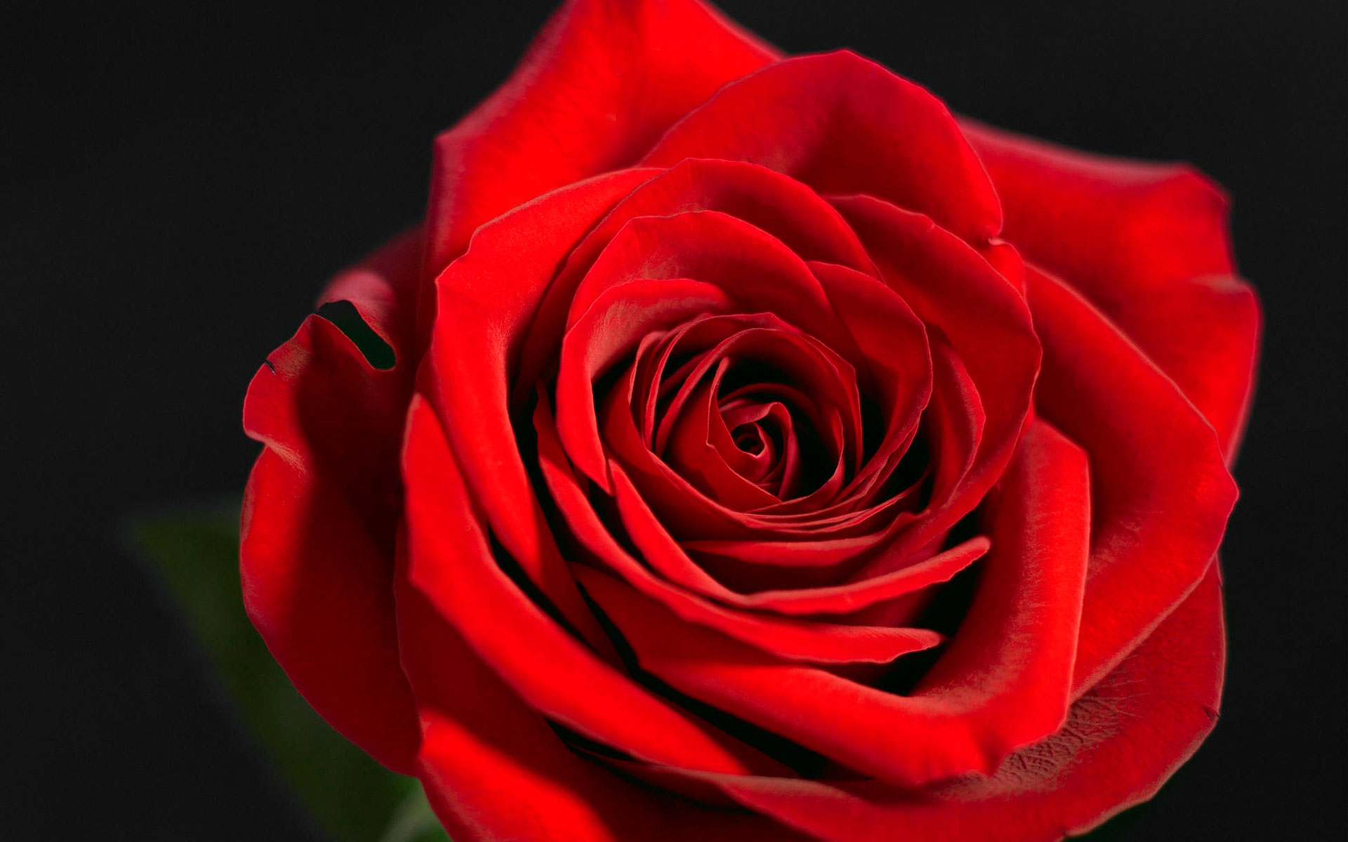 Wallpaper Rose Red Wallpapers