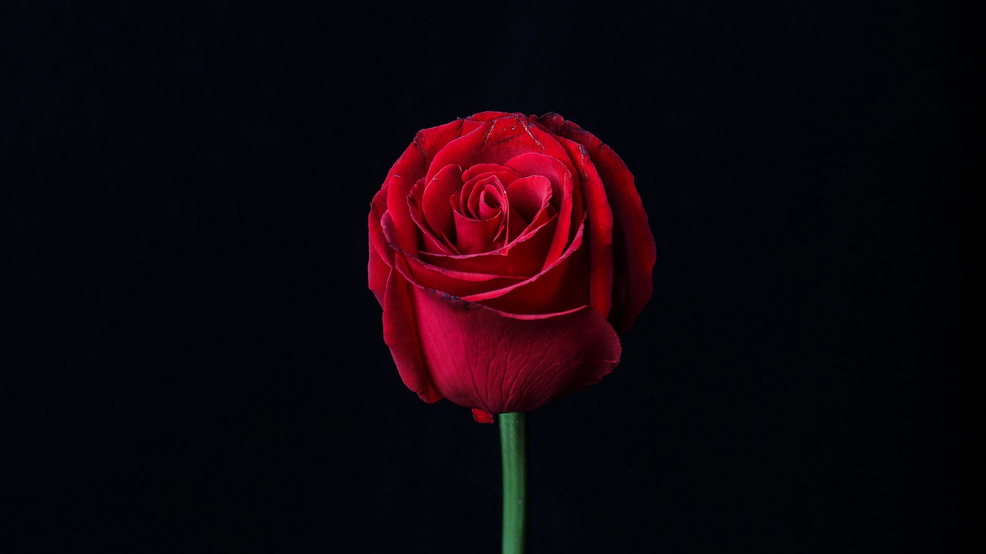 Wallpaper Rose Red Wallpapers