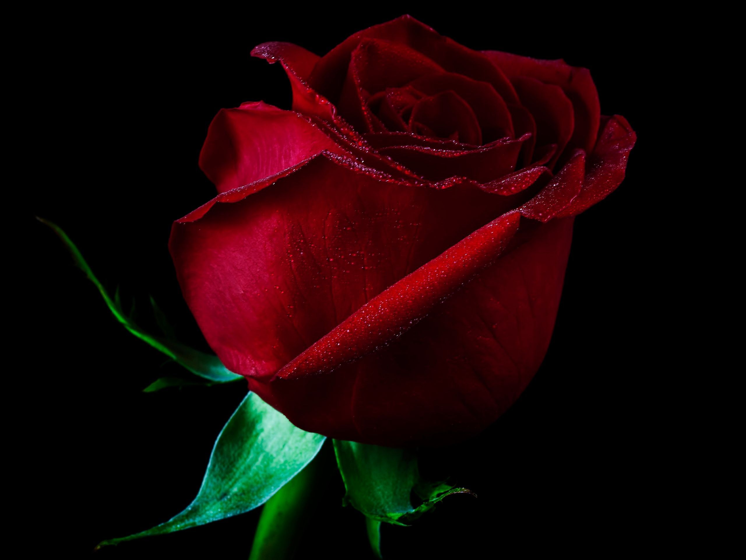 Wallpaper Single Rose Wallpapers