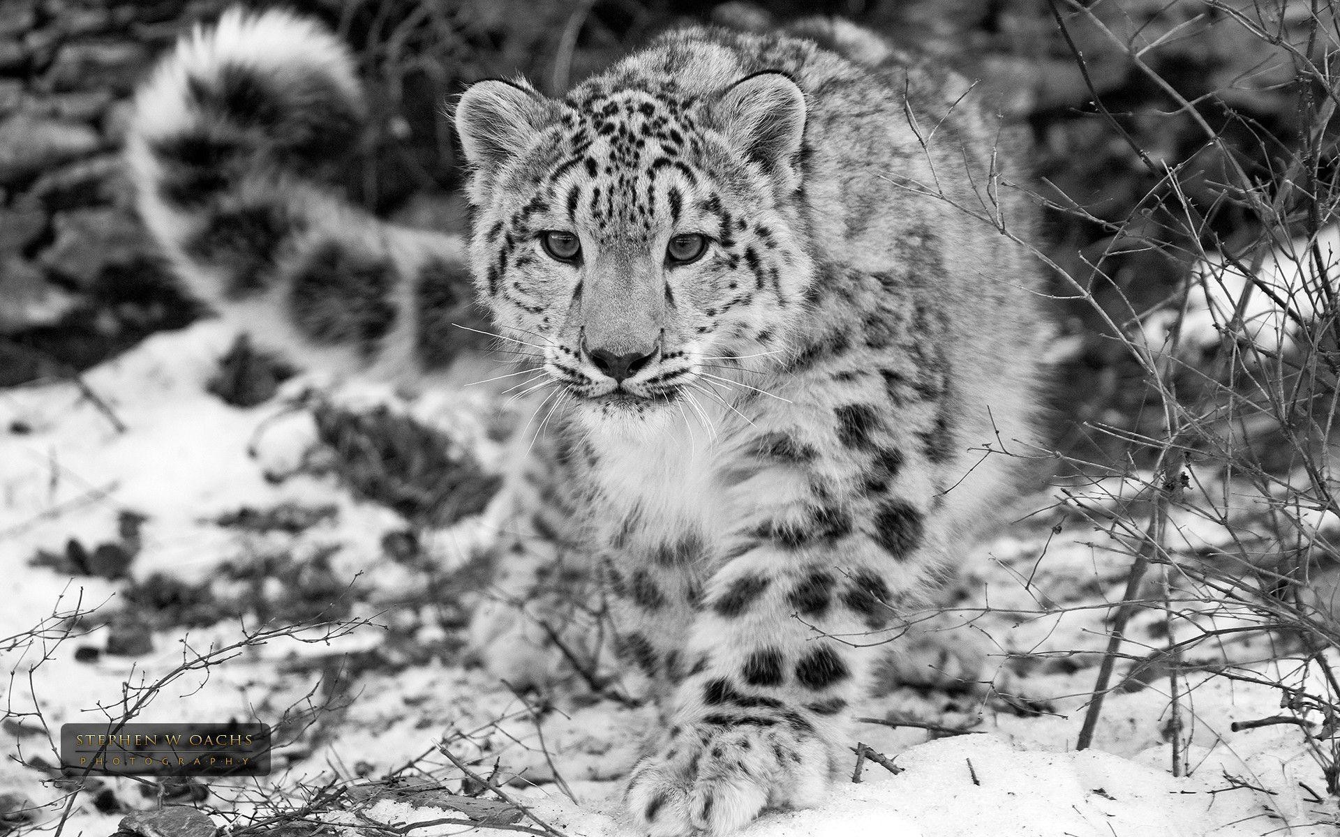 Wallpaper Snow Leopard Wallpapers