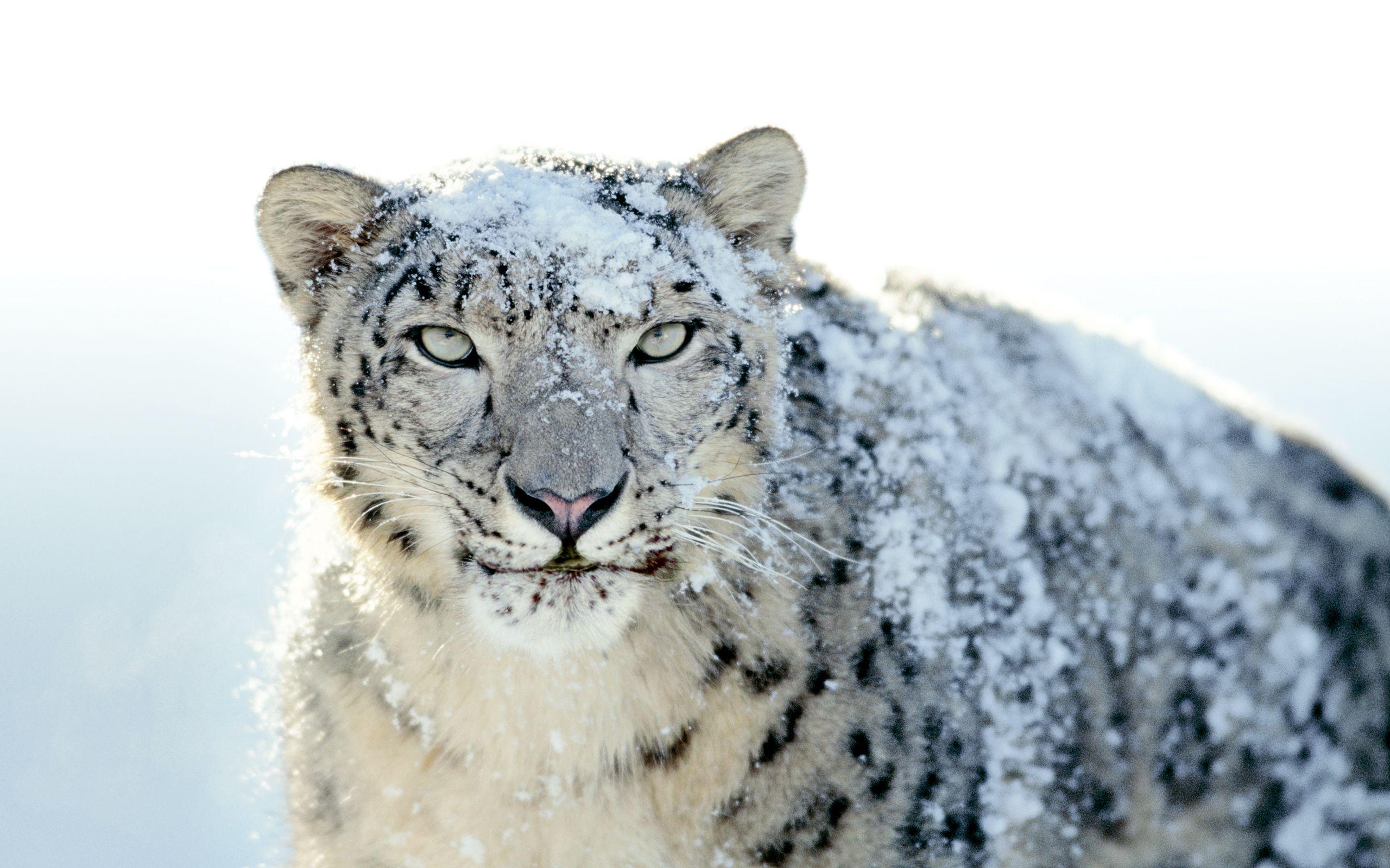 Wallpaper Snow Leopard Wallpapers