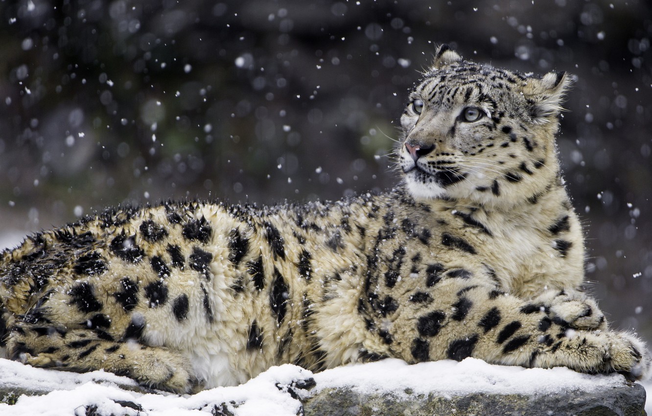 Wallpaper Snow Leopard Wallpapers