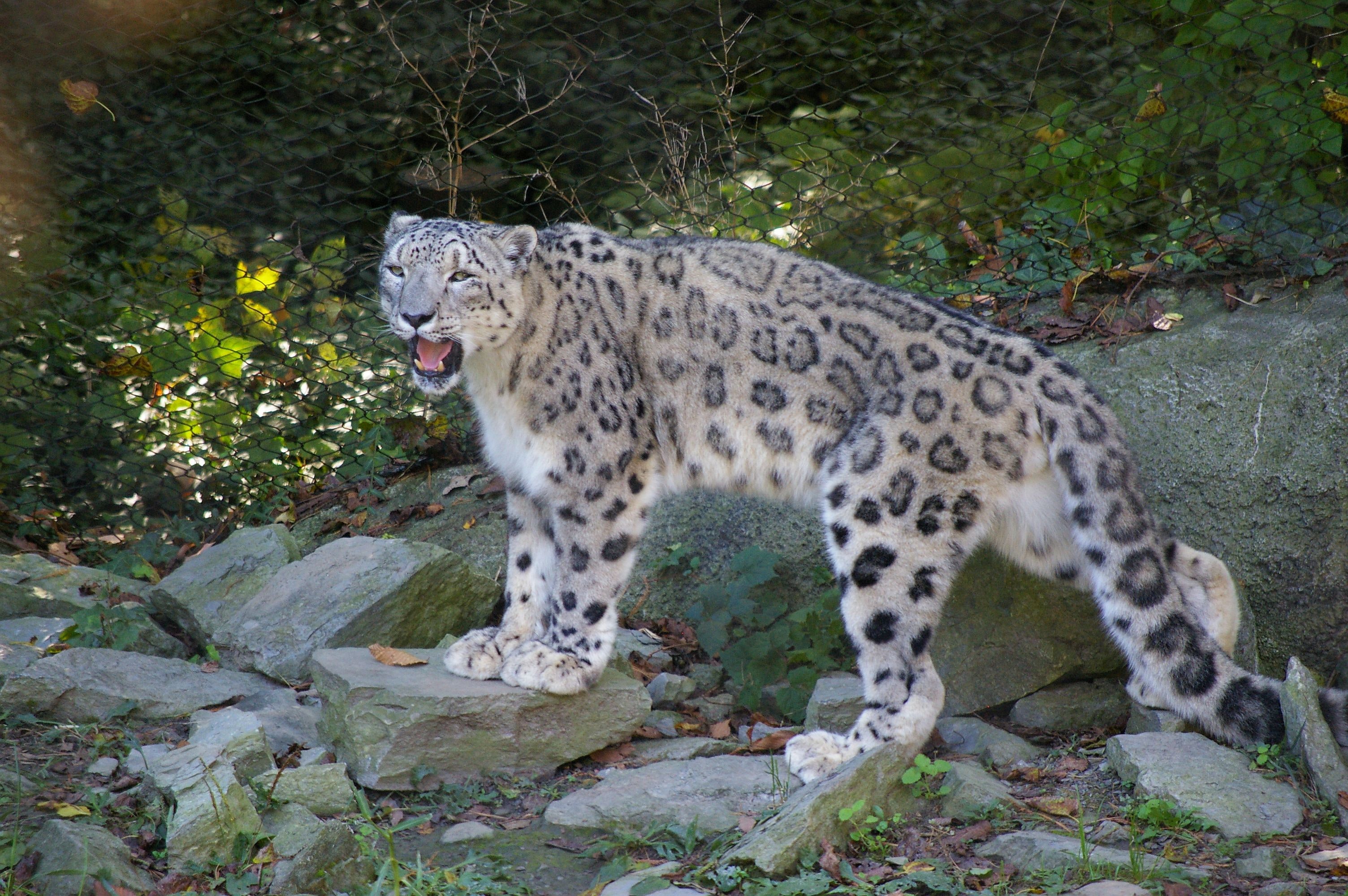 Wallpaper Snow Leopard Wallpapers