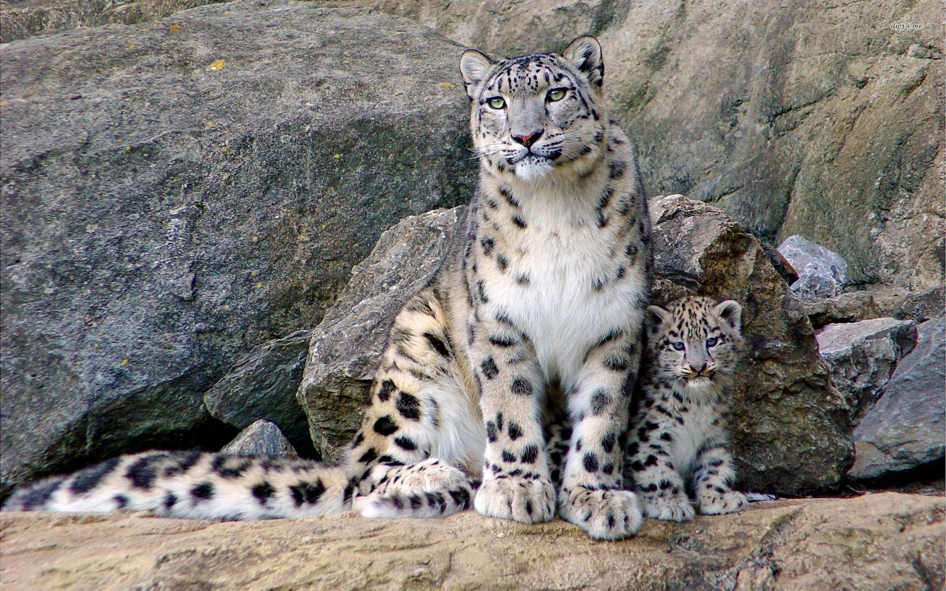 Wallpaper Snow Leopard Wallpapers