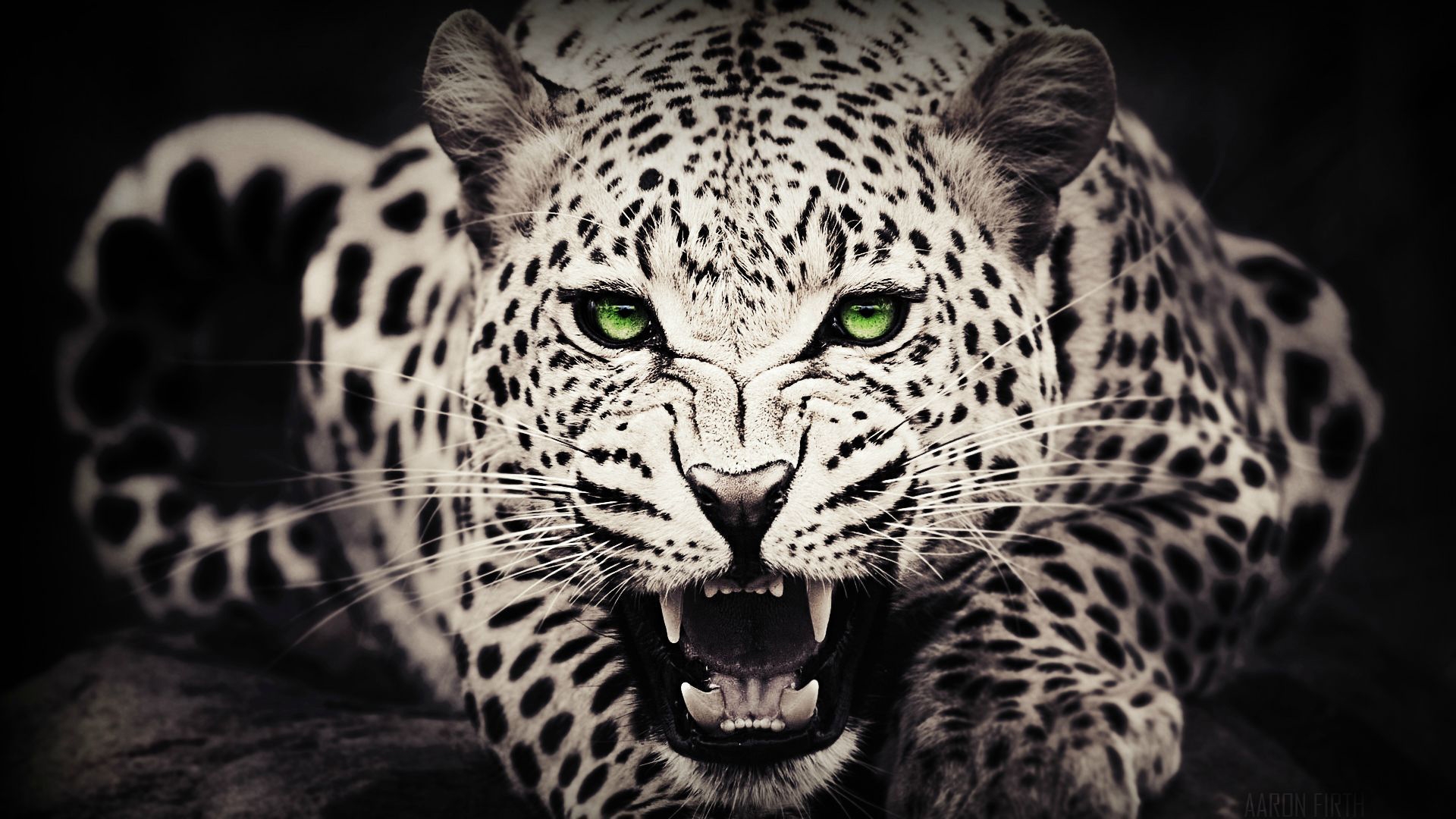 Wallpaper Snow Leopard Wallpapers