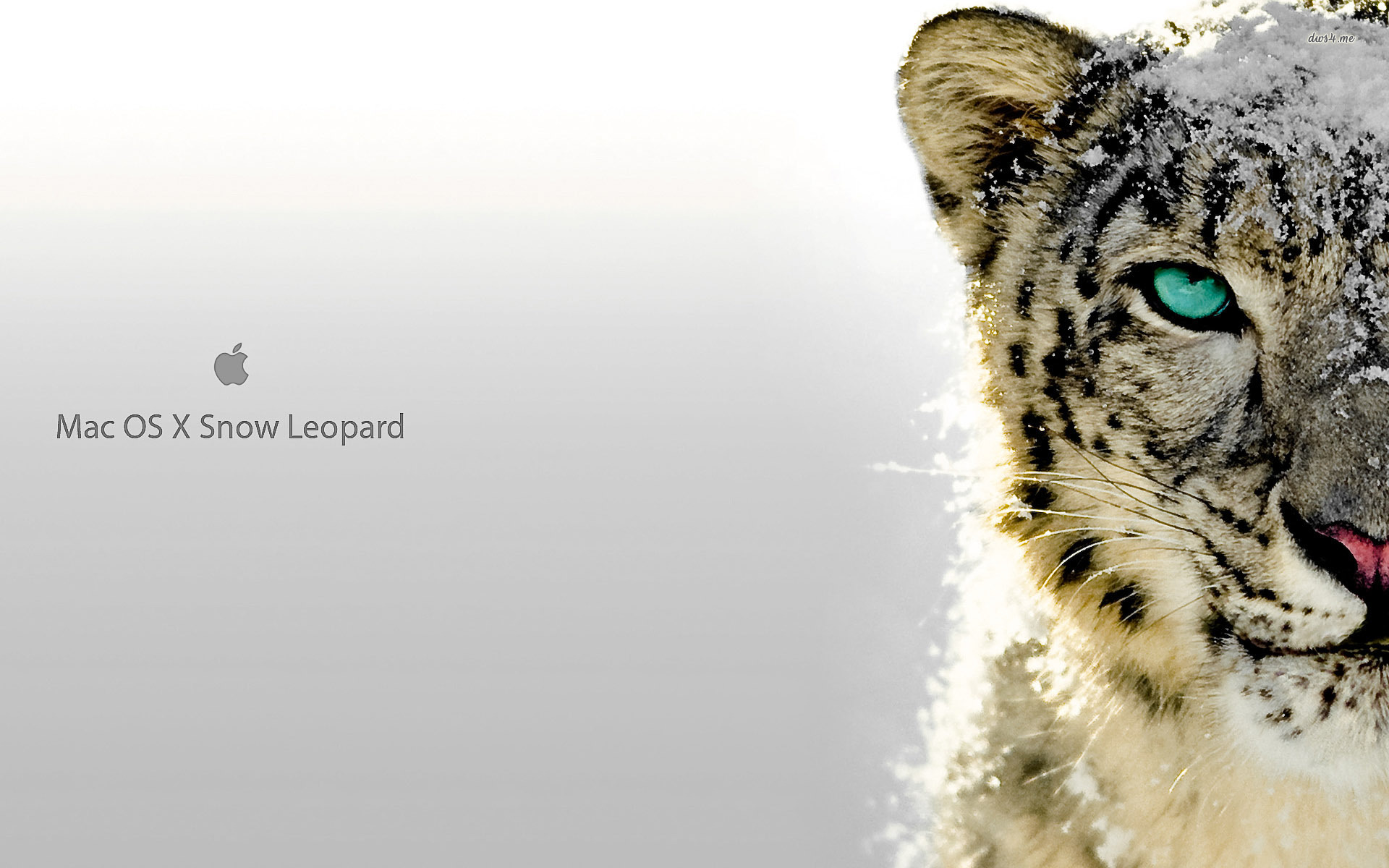 Wallpaper Snow Leopard Wallpapers