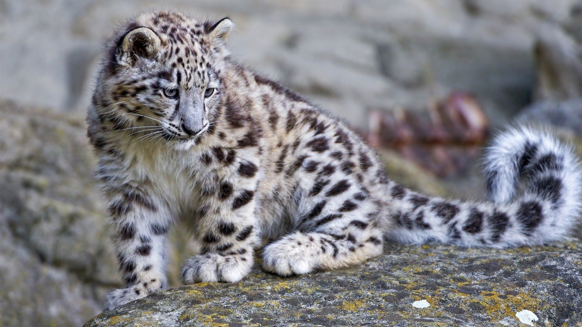 Wallpaper Snow Leopard Wallpapers