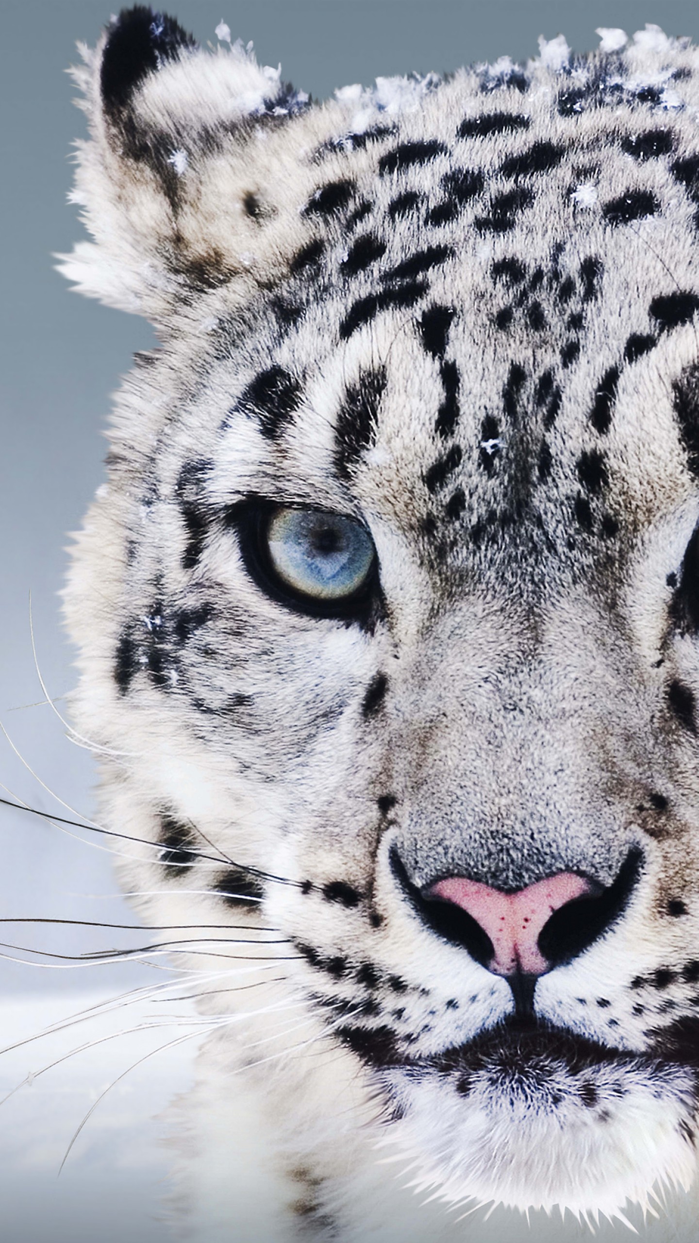 Wallpaper Snow Leopard Wallpapers