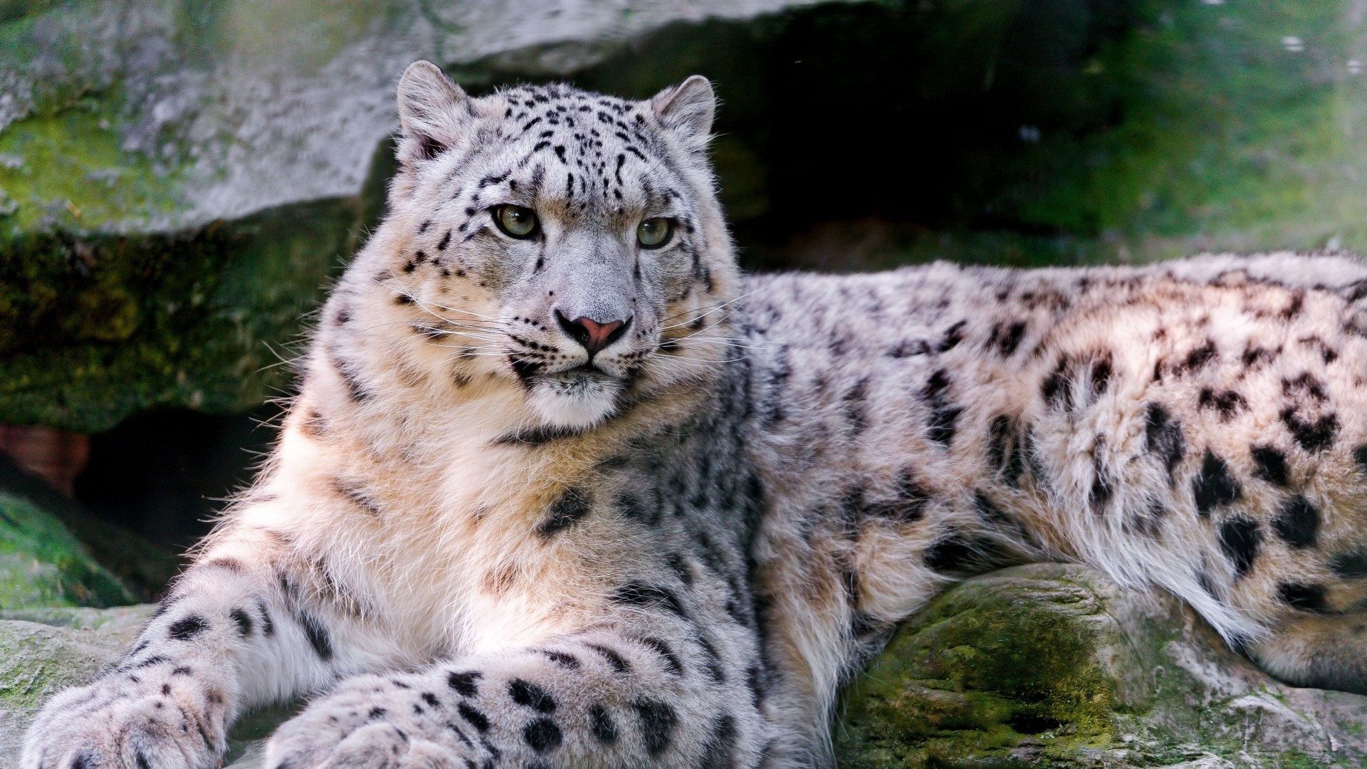 Wallpaper Snow Leopard Wallpapers