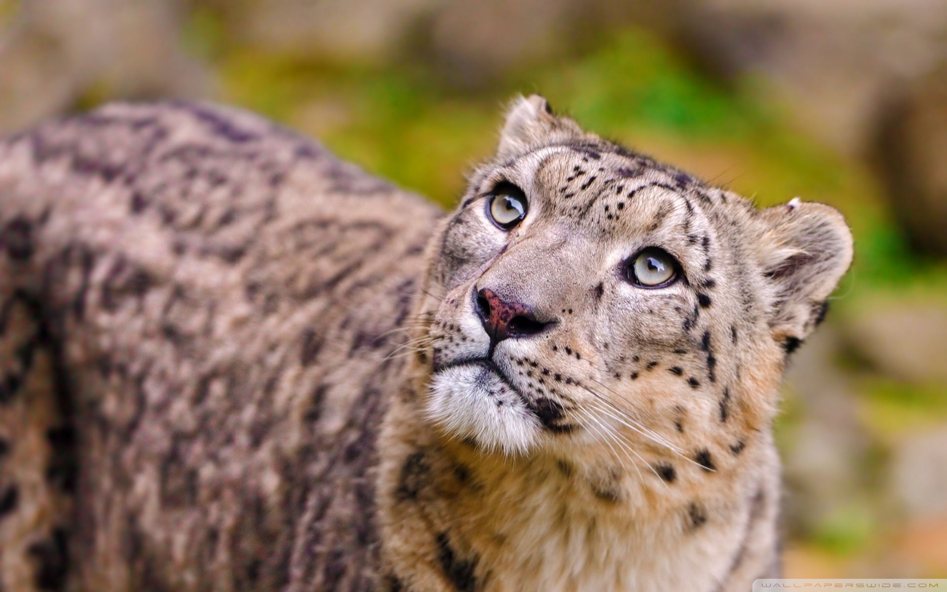 Wallpaper Snow Leopard Wallpapers