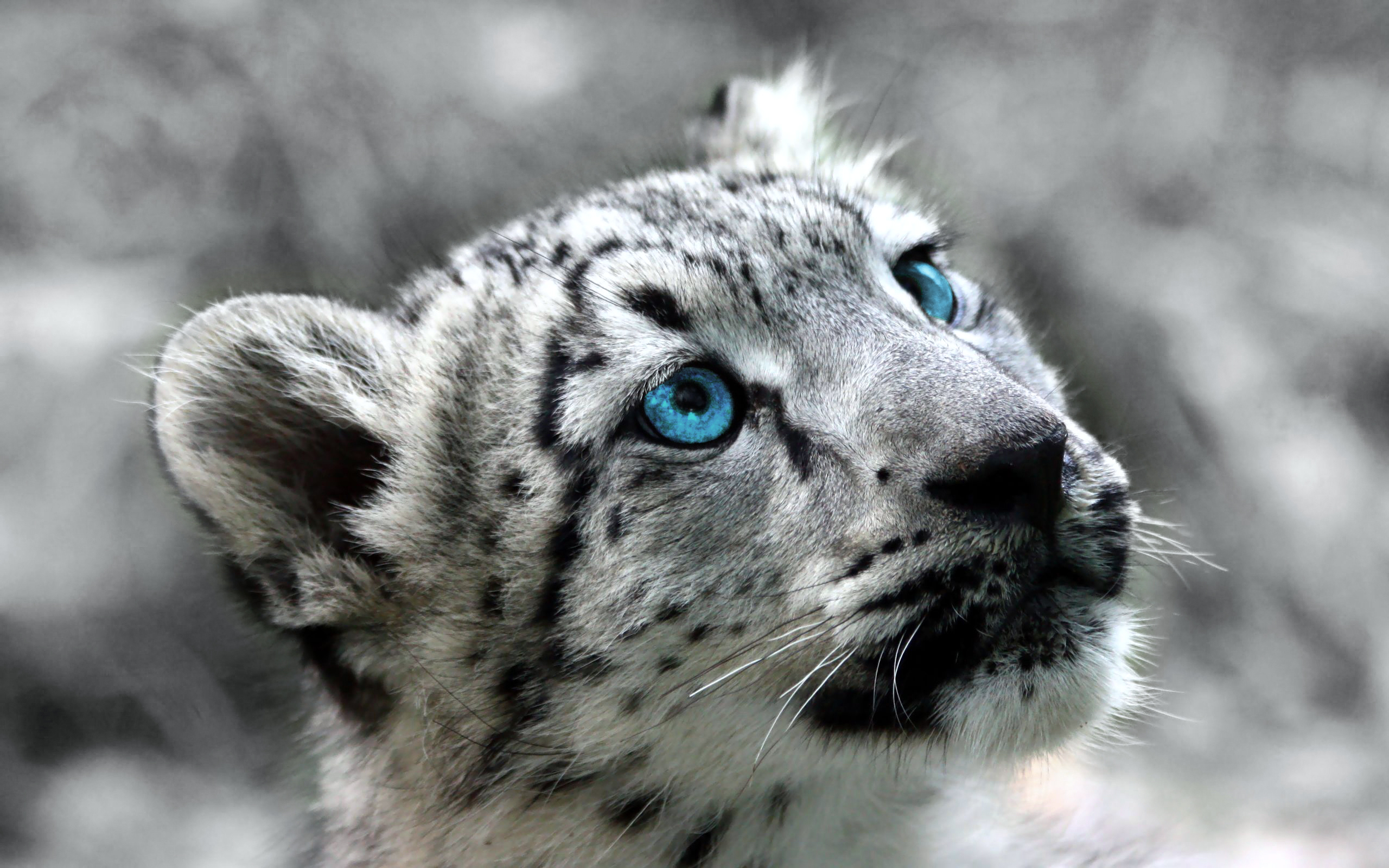 Wallpaper Snow Leopard Wallpapers