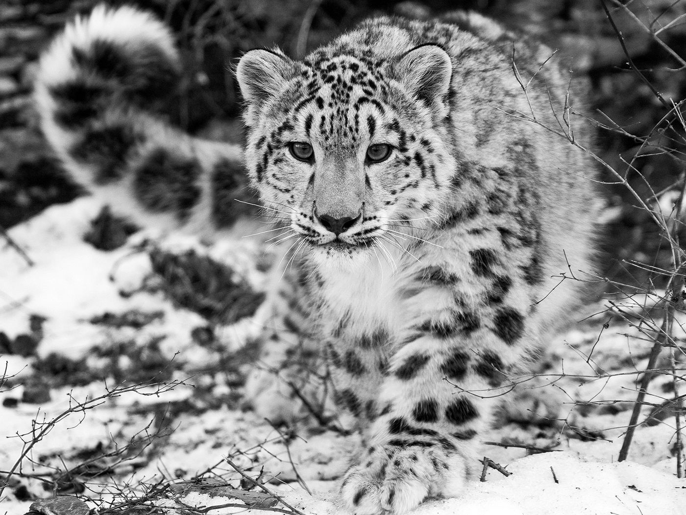 Wallpaper Snow Leopard Wallpapers