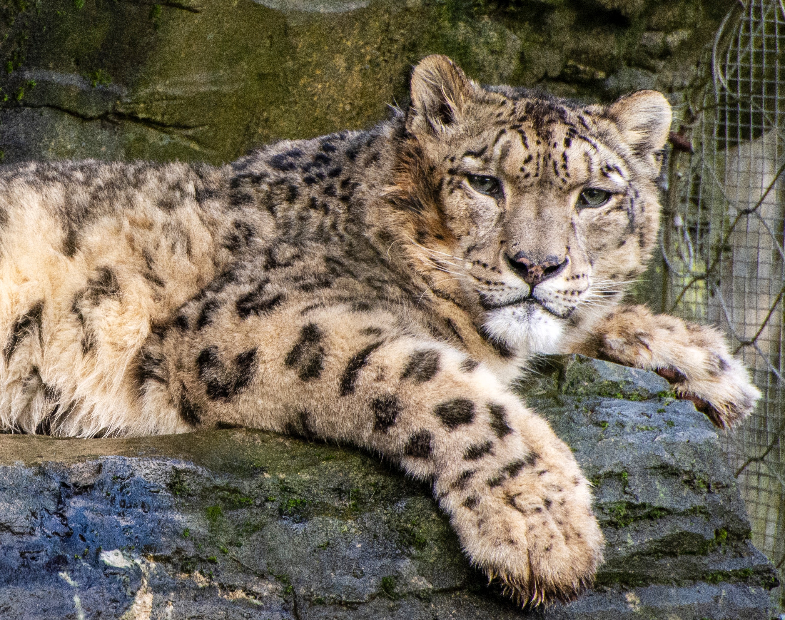 Wallpaper Snow Leopard Wallpapers