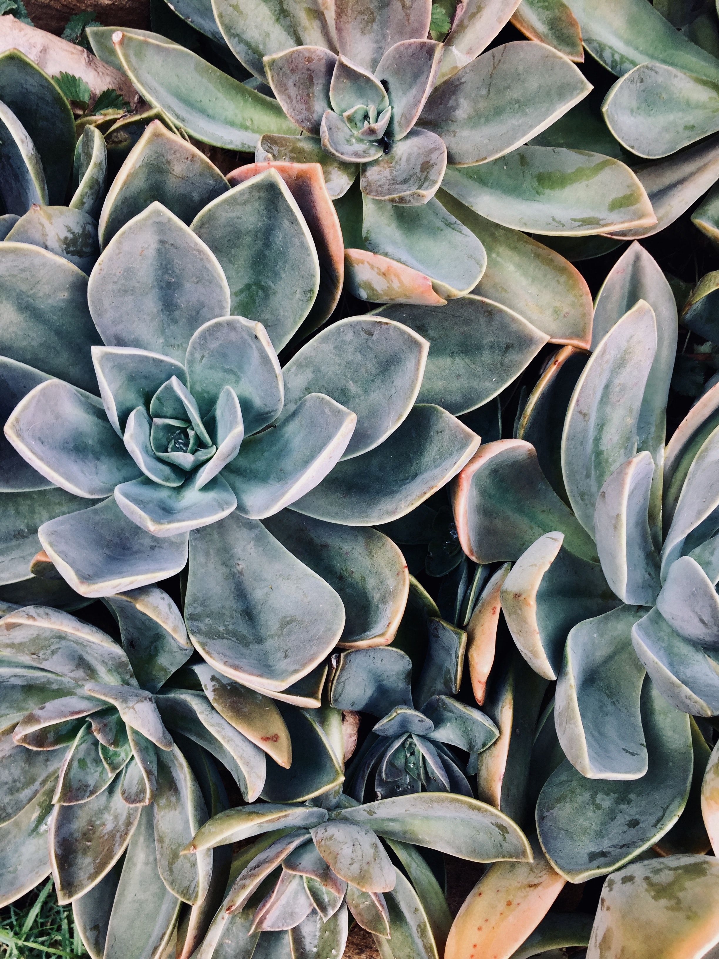 Wallpaper Succulents Wallpapers