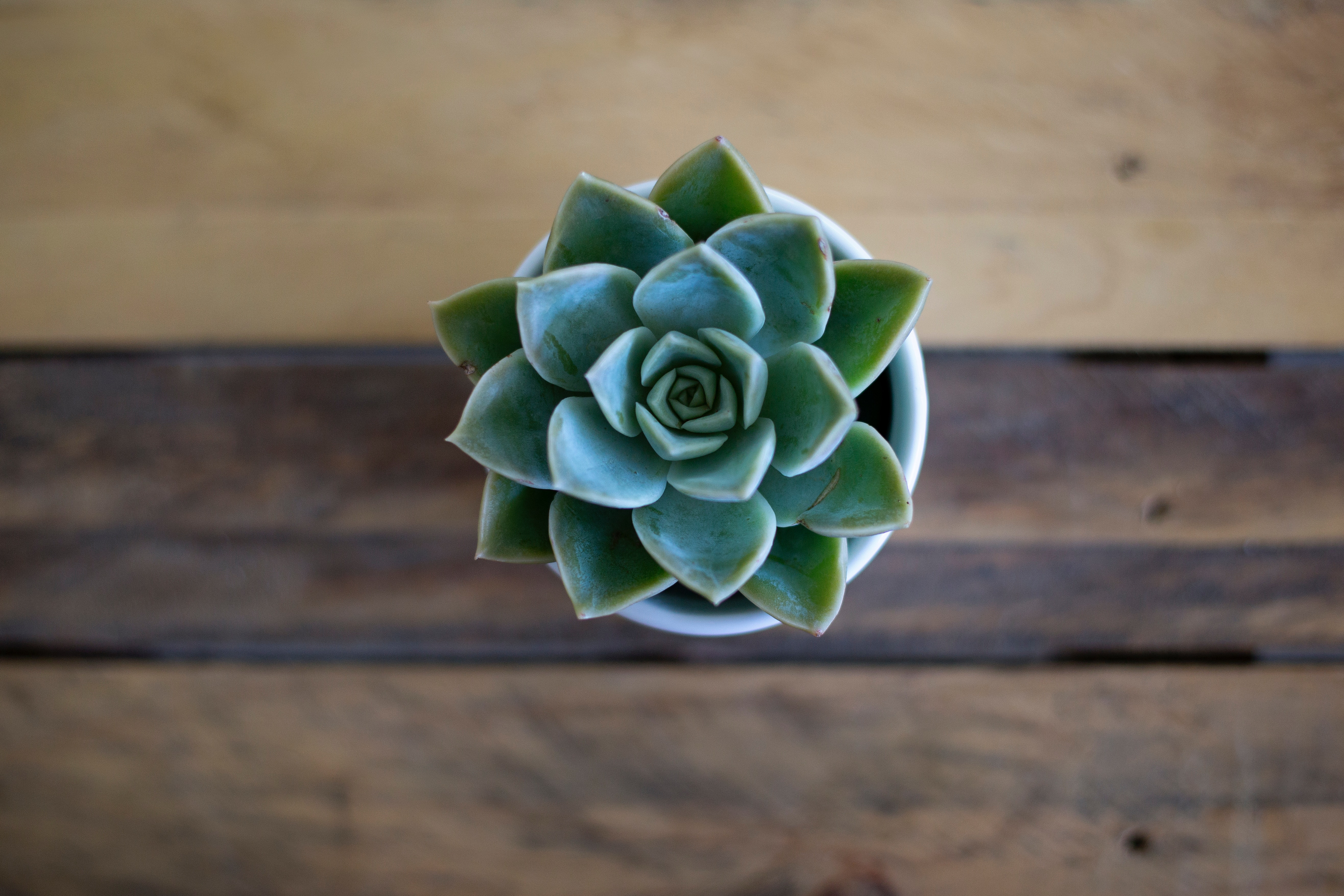 Wallpaper Succulents Wallpapers