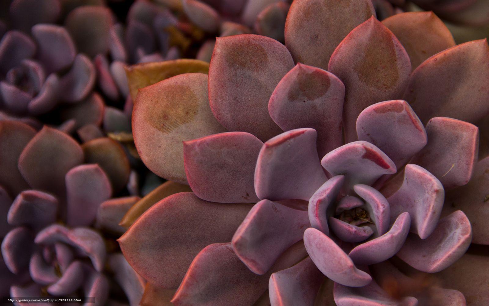 Wallpaper Succulents Wallpapers