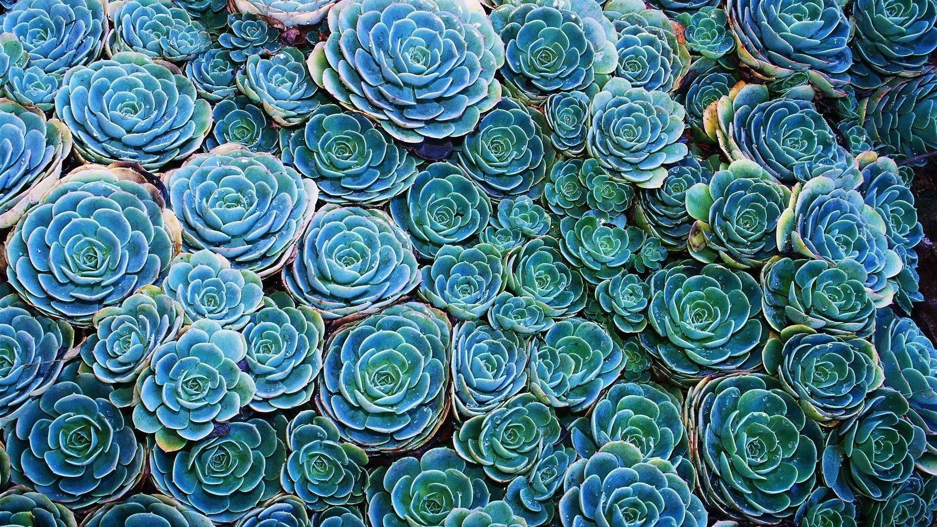 Wallpaper Succulents Wallpapers