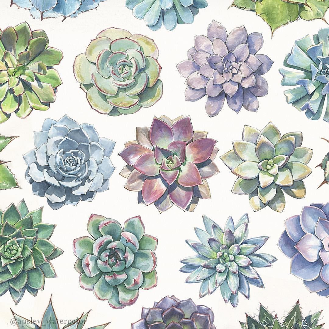 Wallpaper Succulents Wallpapers