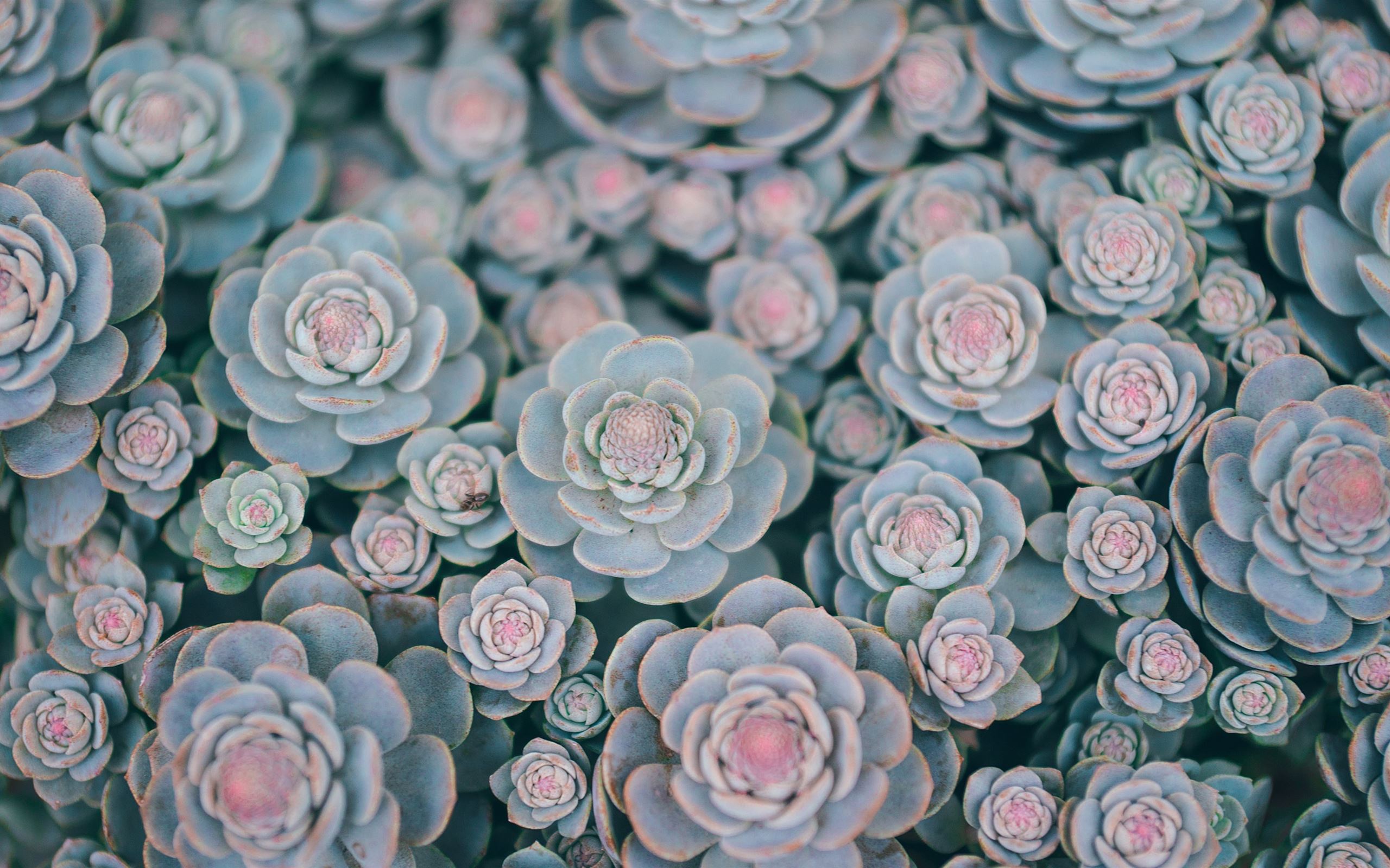 Wallpaper Succulents Wallpapers