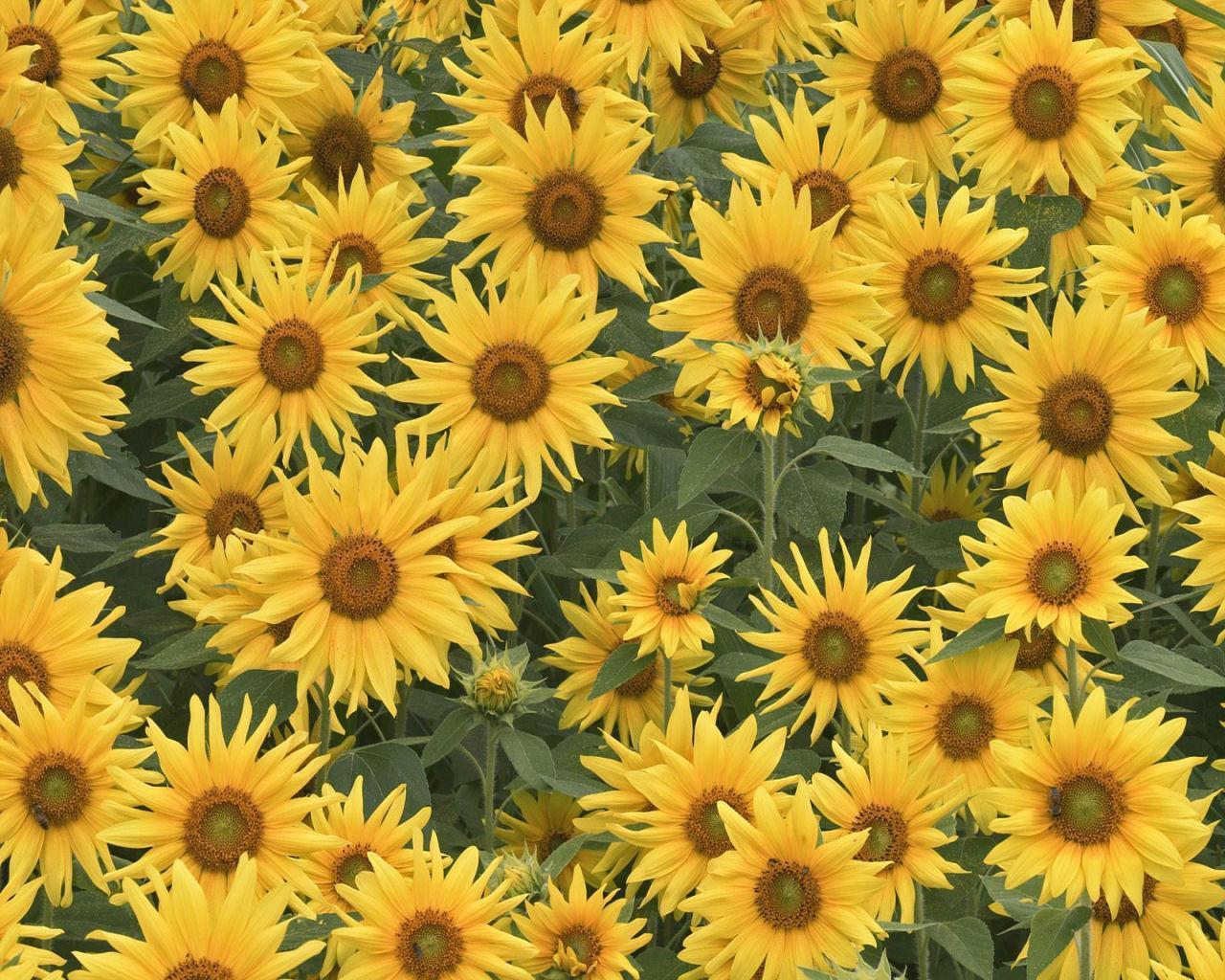 Wallpaper Sunflower Pattern Wallpapers