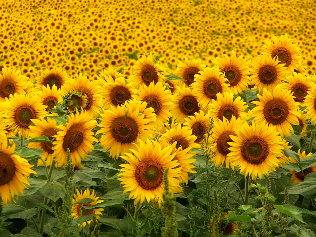 Wallpaper Sunflower Pattern Wallpapers