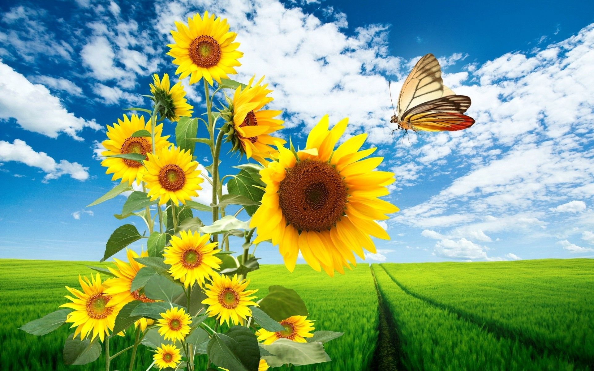 Wallpaper Sunflowers And Butterflies Wallpapers