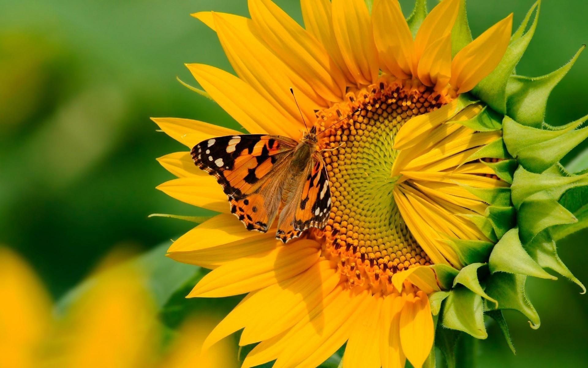 Wallpaper Sunflowers And Butterflies Wallpapers